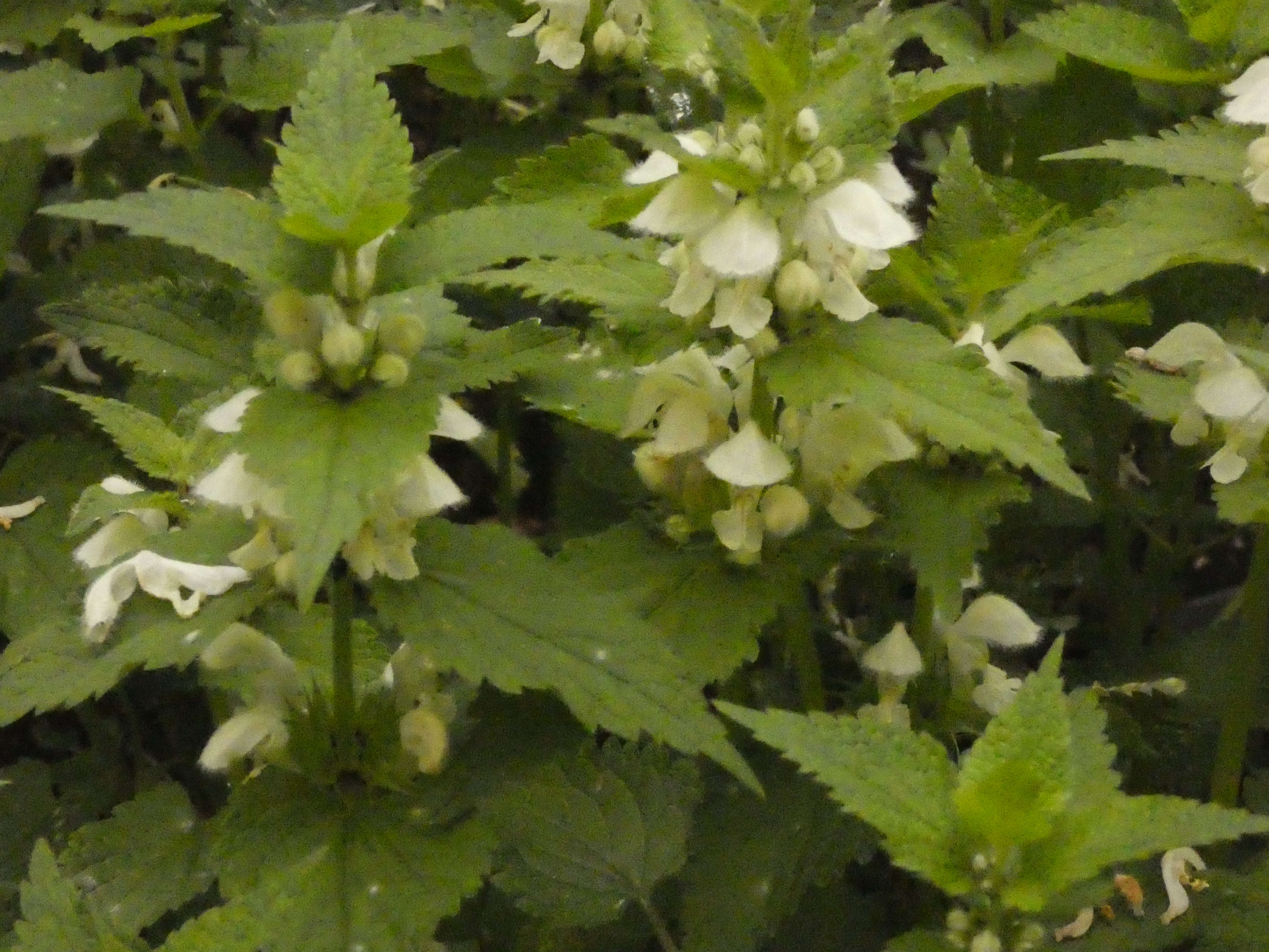 Lamium albumWitte dovenetel bestellen
